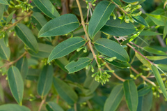Lonicera acuminata