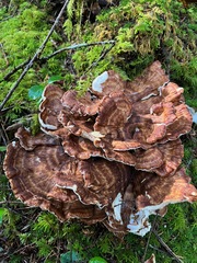 Bondarzewia occidentalis