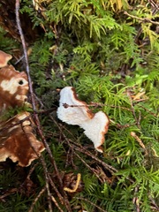 Bondarzewia occidentalis