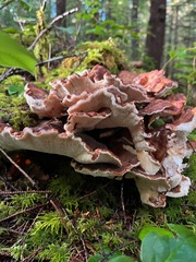 Bondarzewia occidentalis