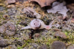Trochomorphoidea