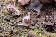 Trochomorphoidea