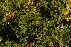 Coprosma ernodeoides