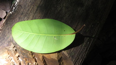 Ficus tonduzii