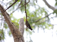 Hylocharis chrysura