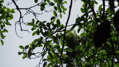 Ficus tonduzii