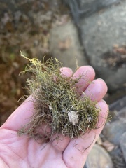 Hygroamblystegium fluviatile