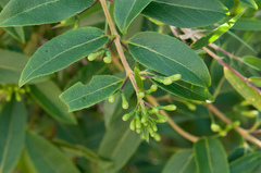 Lonicera acuminata
