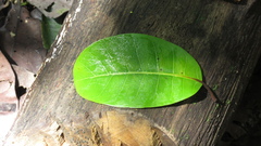 Ficus tonduzii