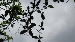 Ficus tonduzii