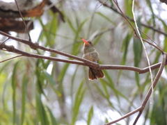 Hylocharis chrysura