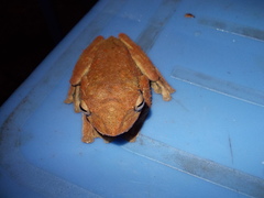 Rhacophorus annamensis