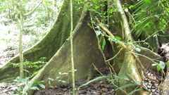 Ficus tonduzii