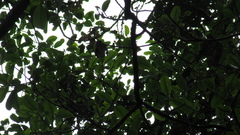 Ficus tonduzii