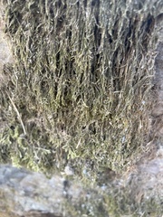 Hygroamblystegium fluviatile