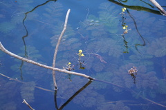 Utricularia foliosa