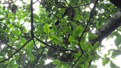 Ficus tonduzii