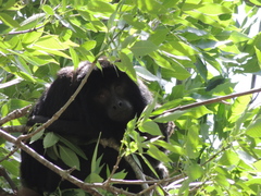 Alouatta caraya