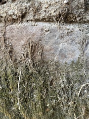 Hygroamblystegium fluviatile