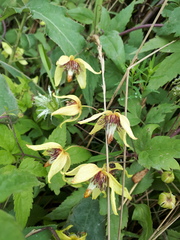 Clematis serratifolia