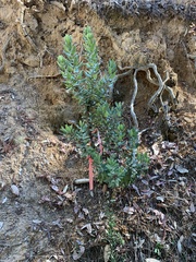 Arctostaphylos regismontana