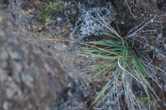 Trisetum glomeratum