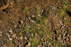 Cenchrus clandestinus