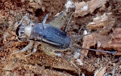 Velarifictorus