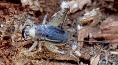 Velarifictorus