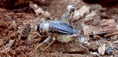 Velarifictorus