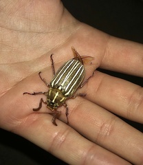 Polyphylla decemlineata