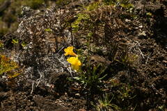 Oenothera stricta