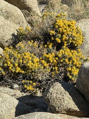 Ericameria cuneata