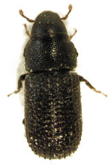 Stenoscelis hylastoides