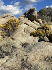 Ericameria cuneata
