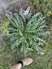 Cirsium horridulum