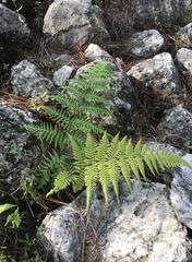 Macrothelypteris torresiana