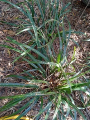 Dianella adenanthera