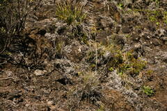 Deschampsia nubigena