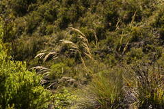 Deschampsia nubigena