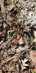 Persicaria puritanorum