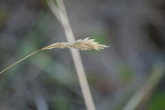Anthoxanthum odoratum