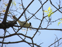 Microspingus melanoleucus