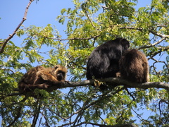 Alouatta caraya
