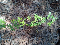 Arthroclianthus