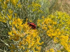 Crossidius coralinus