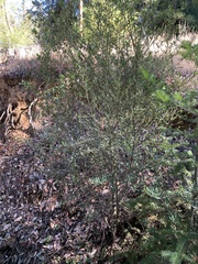 Ceanothus thyrsiflorus thyrsiflorus