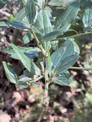 Ceanothus thyrsiflorus thyrsiflorus