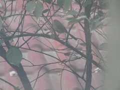 Sinosuthora webbiana