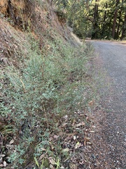 Ceanothus thyrsiflorus thyrsiflorus
